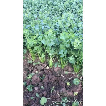 Green fast grow black split  coriander  seed